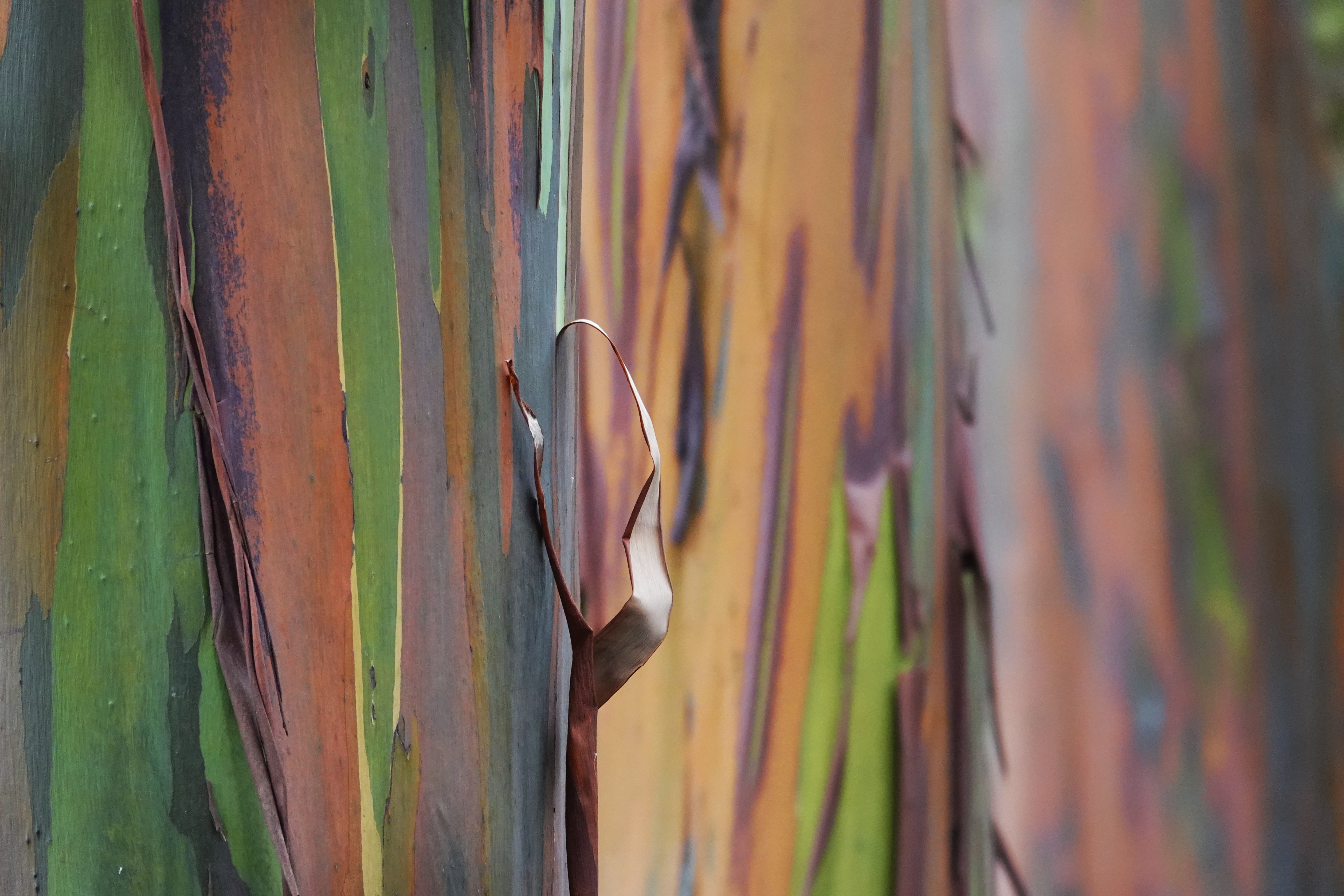 Tronc d'eucalyptus multicolore
